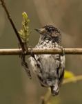 Ocellated Piculet